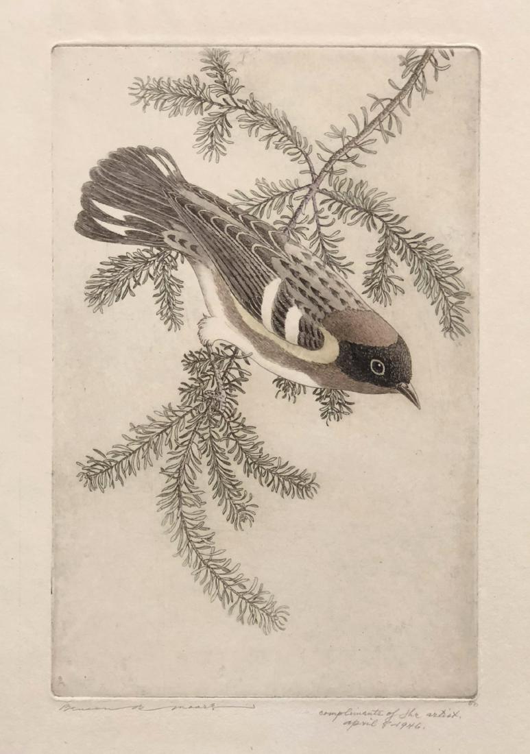 Benson Moore original pencil signed etching, 1946: Artist: benson Bond Moore (American, 1882-1974) Title: Bay-Breasted Warbler Year: 1946 Medium: color etching Image size: 8.9in X 5.8in Sheet size: 11.6in X 8.0in Signed in pencil and annotated "50", i
