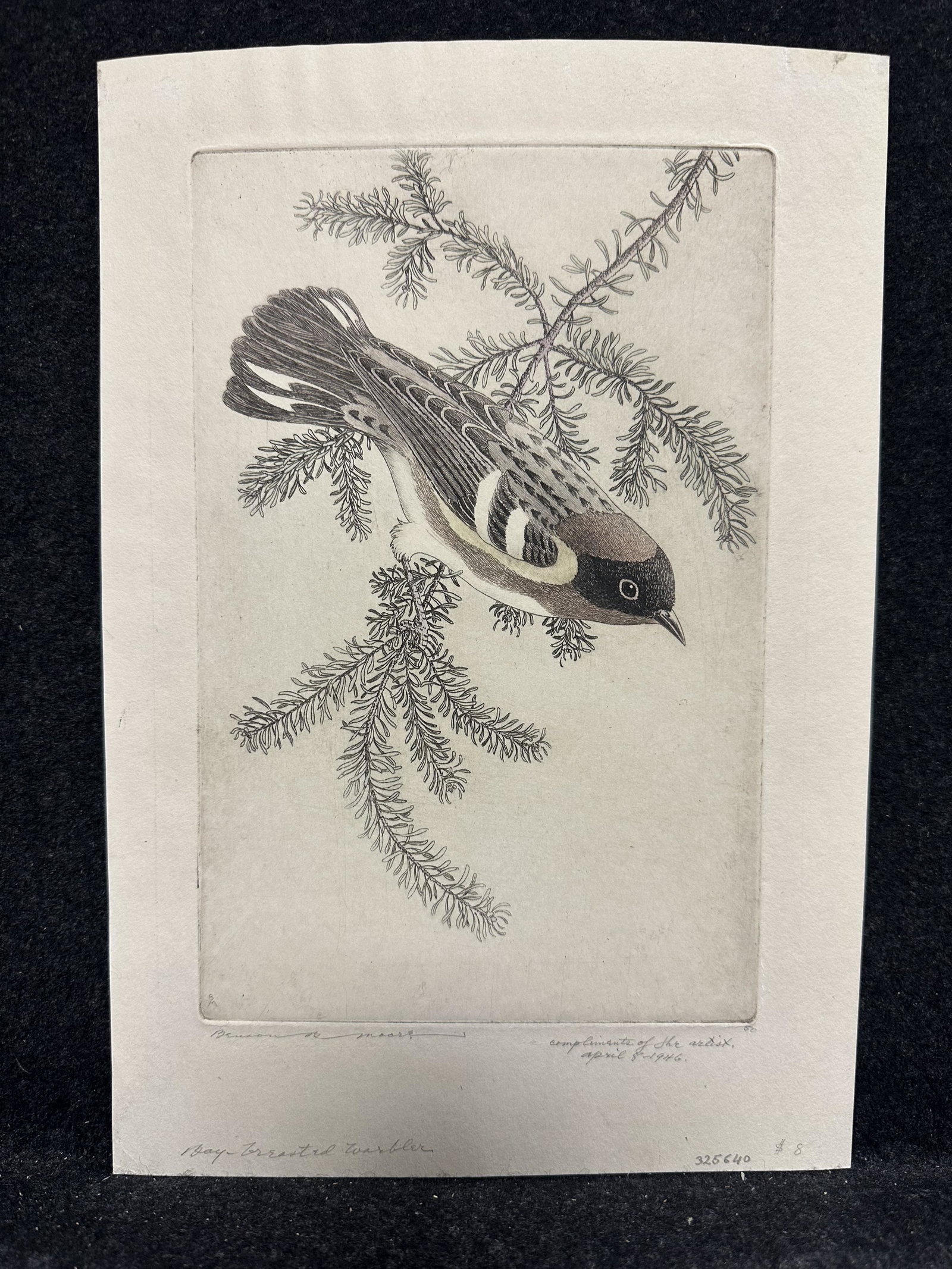Artist:  Benson Bond Moore (American, 1882-1974)   Title:  Bay-Breasted Warbler  Year:  1946 (1 of 5)