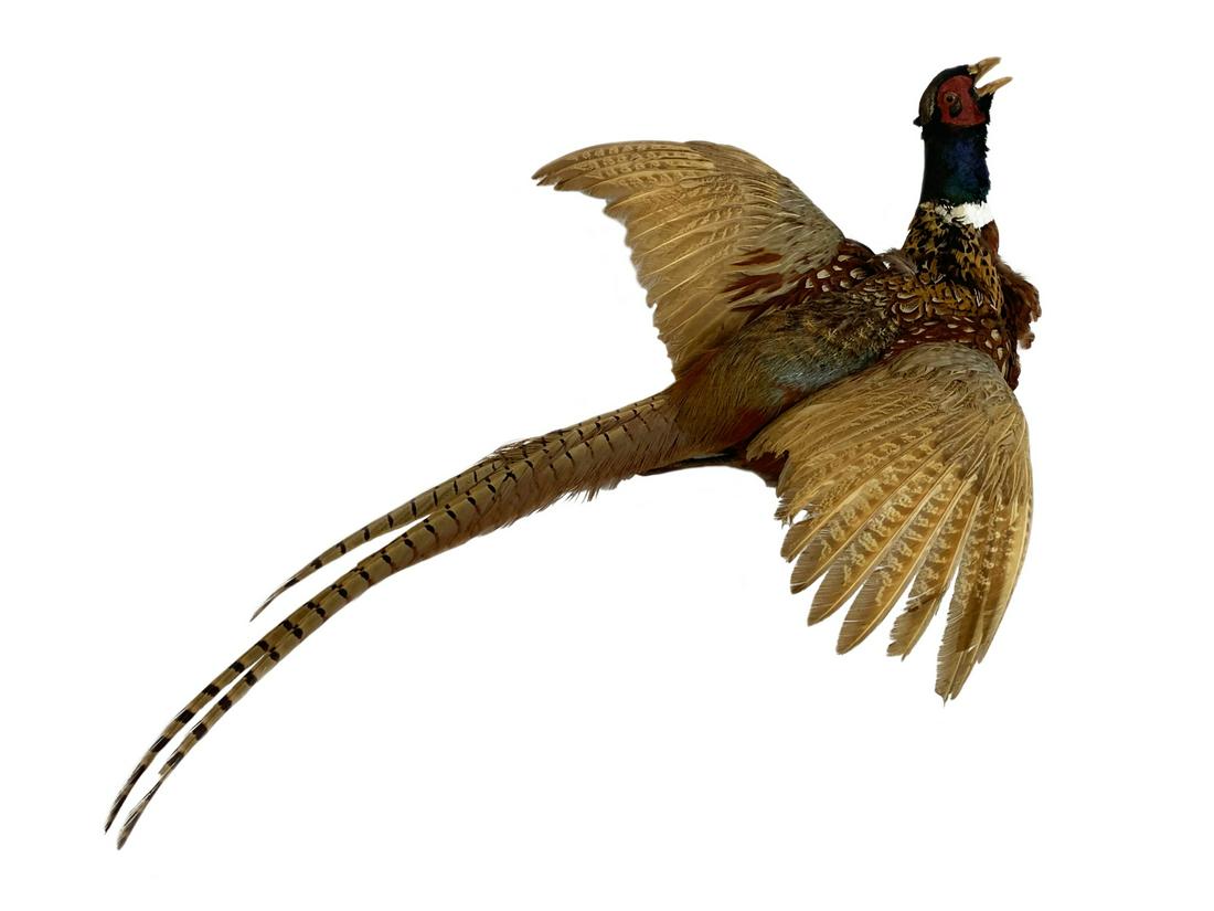 Taxidermy Pheasant (1 of 1)