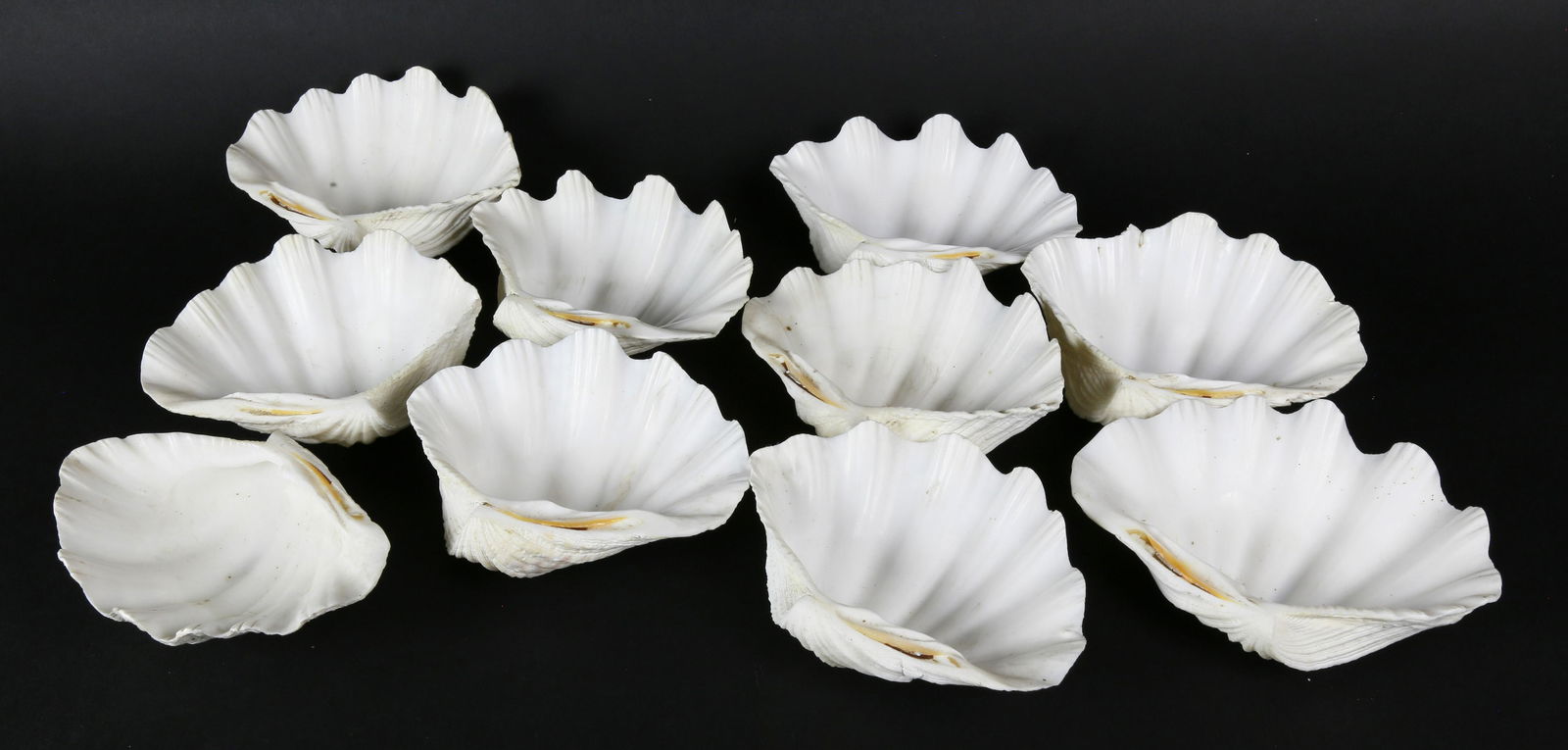 Natural Clam Shell Bowls (1 of 2)