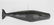 Clark Voorhees, Jr. Wood Hanging Full Bodied Whale - 6