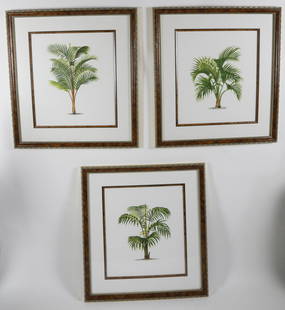 Set of 3 Large Format Palm Tree Lithographs: Set of 3 Large Format Palm Tree Lithographs in elaborate gilt and fruitwood frames. 17.5 in. x 15.5 in. Overall 27 in. x 25 in. Dimensions 17.5 in. x 15.5 in. Overall 27 in. x 25 in. Origin 