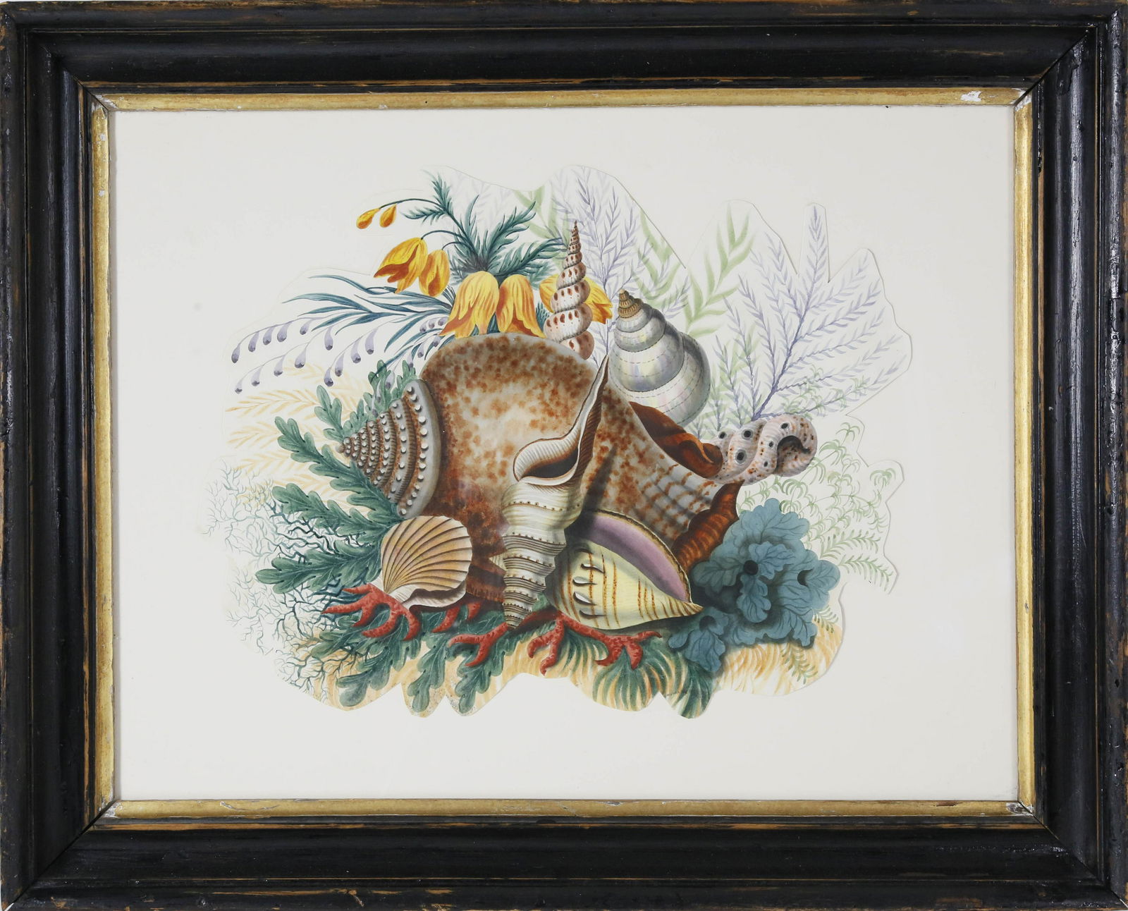 English Still Life Watercolor "Seashells", circa 1840 (1 of 5)