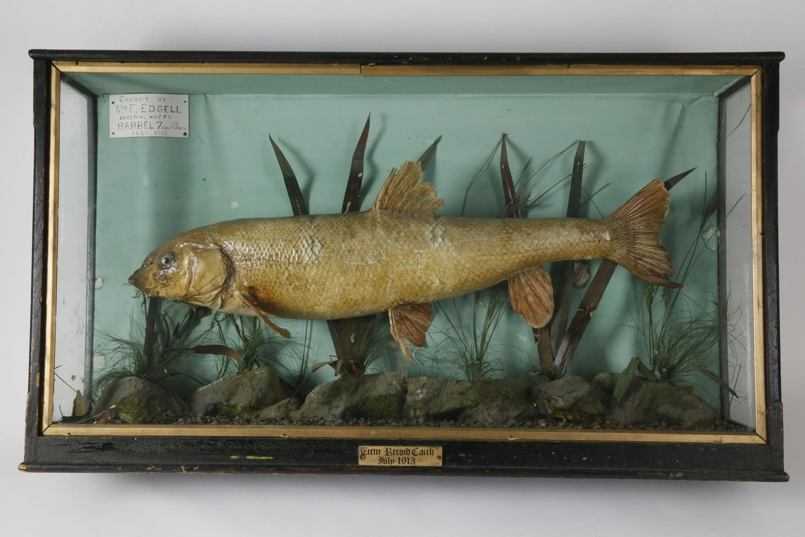 Trophy Fish Diorama "Caught by Mr. F. Edgell, Beeston,: Trophy Fish Diorama "Caught by Mr. F. Edgell, Beeston, Notts. Barbel 7 lbs. 10 oz. July, 1913", encased in natural habitat Height 19 in. Width 34 in. Depth 7 in.