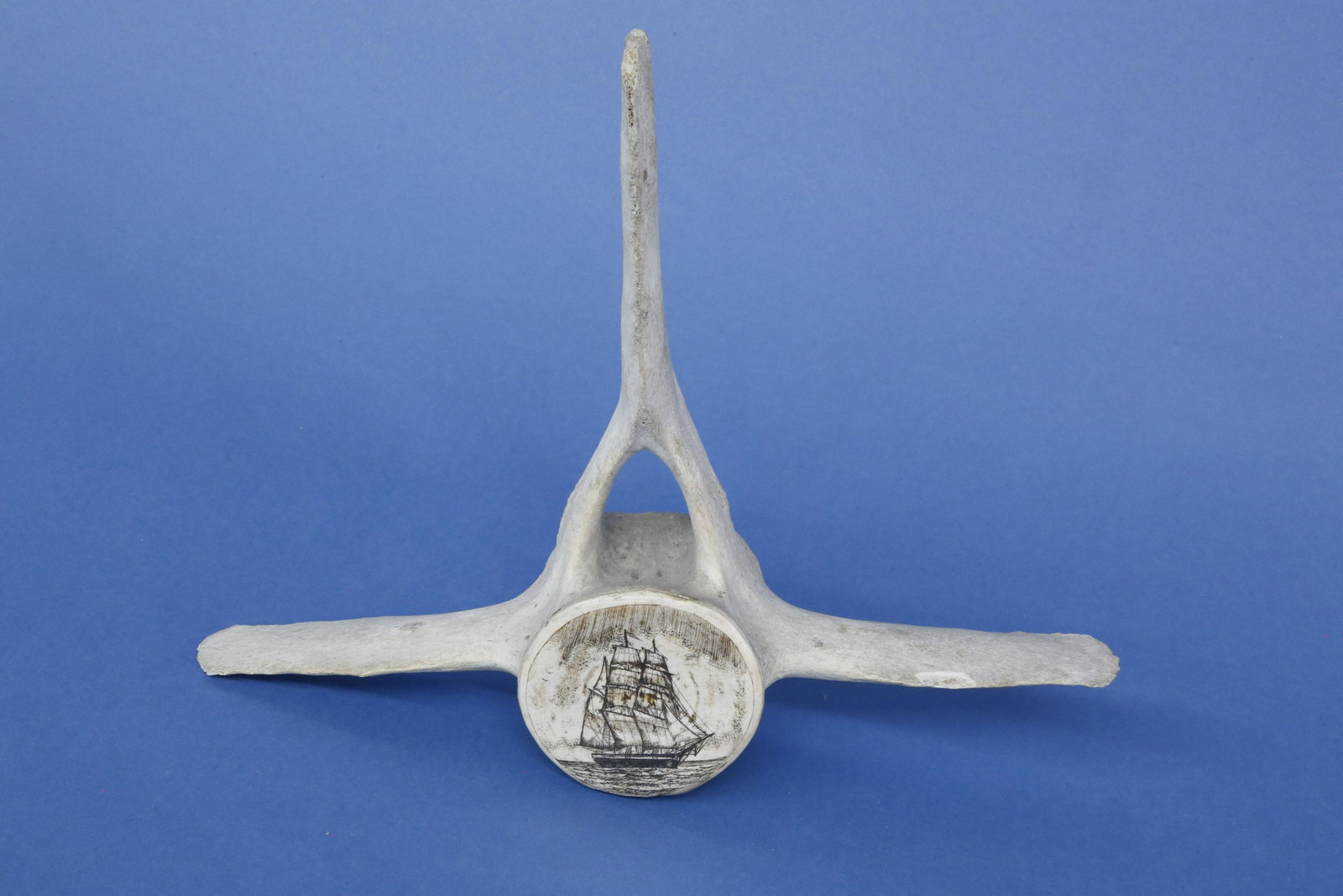 Scrimshaw Whale Vertebrae: Scrimshaw Whale Vertebrae, the central core is engraved with a square rigged ship in full sail on the open sea Height 10 in. Width 13 in. Depth 3 in.