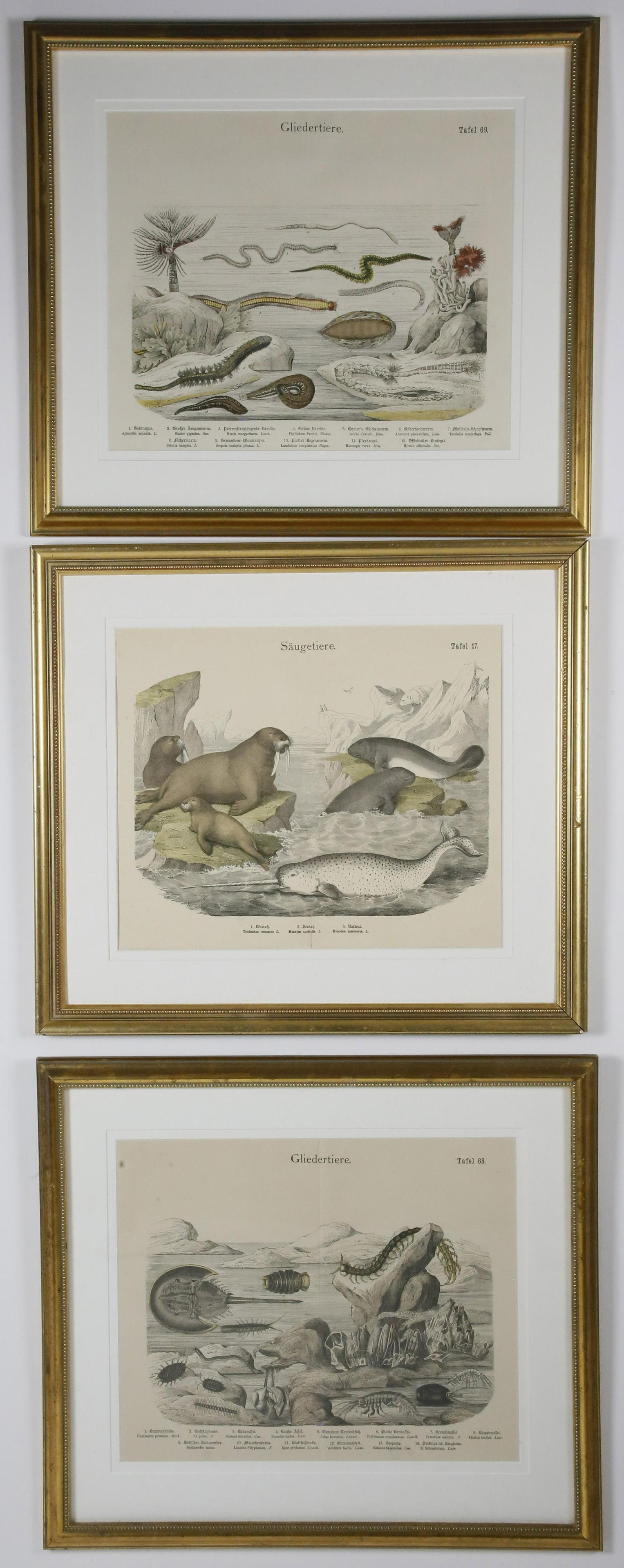 Set Of 3 German Hand Colored Lithographs of Sea Life (1 of 8)