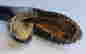 item-130037217=7