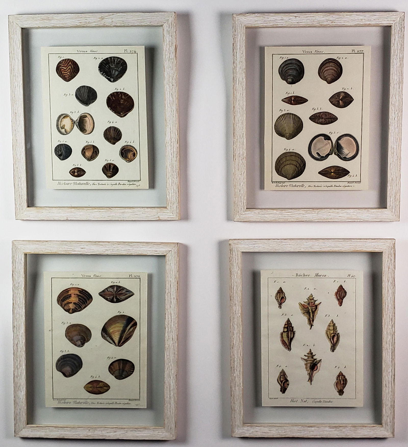 Four 19th Century Shell Species Specimen Prints (1 of 7)