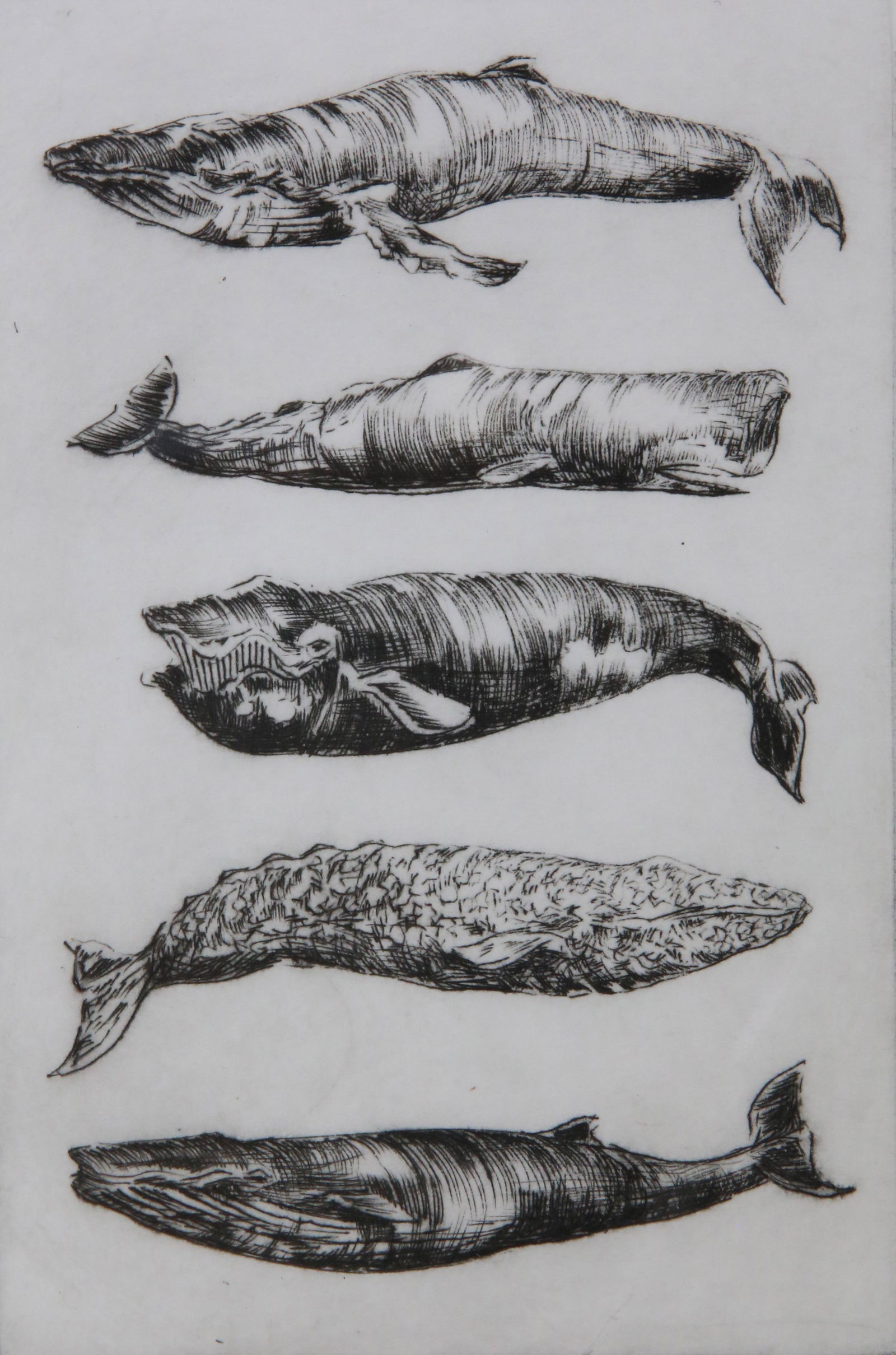 David Lazarus Limited Edition Etching "5 Whales" (1 of 4)