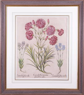 After Basilius Besler Hand Colored Botanical Engraving: After Basilius Besler (German 1561-1629) Hand Colored Botanical Engraving, matted within molded wood frame with gilt liner 19 in. x 15 in. Framed 29 in. x 25 in.
