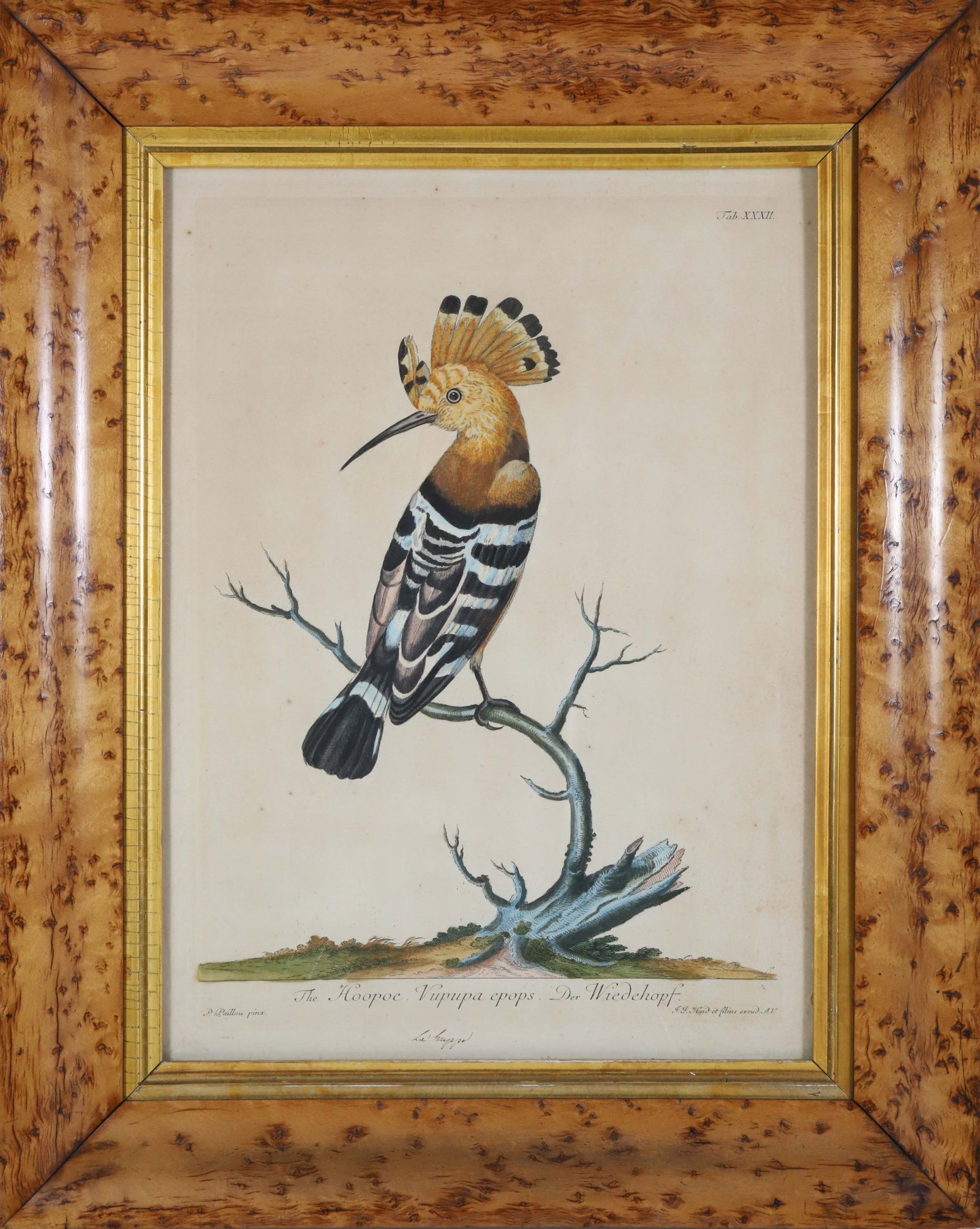 Johann Jakob Haid Hand Colored Engraving "The Hoopoe", Ornithological Print (1 of 8)