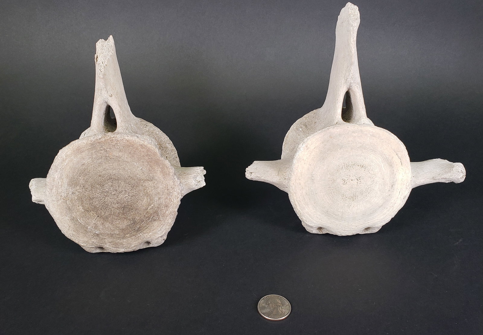 Two Antique Whalebone Vertebrae Bones, 19th century: Two Antique Whalebone Vertebrae Bones, 19th century Height 7.75 in. Width 7.5 in. Depth 3.25 in.