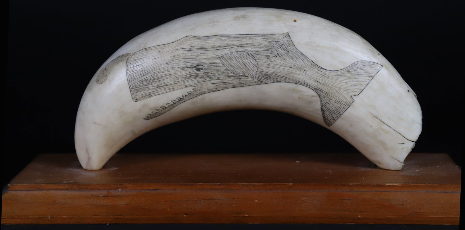 American Scrimshaw Antique Sperm Whale Tooth, 19th Century: American Scrimshaw Antique Sperm Whale Tooth, 19th Century, portrait of a spouting whale, the verso engraved with several ships and whales, mounted on a paneled cherry wood block. Tooth Length 8 in. W