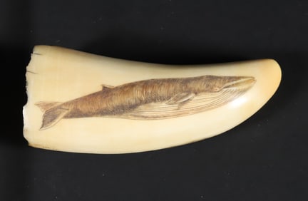 Miniature Sperm Whale Scrimshaw Tooth