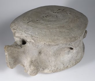 Antique Whale Vertebra
