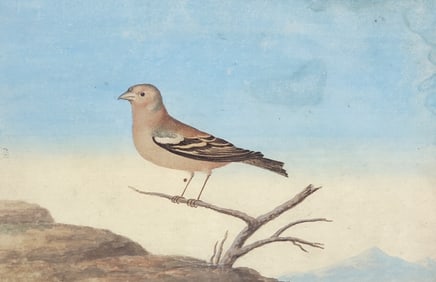 Fine Antique Watercolor Study of a Finch Bird