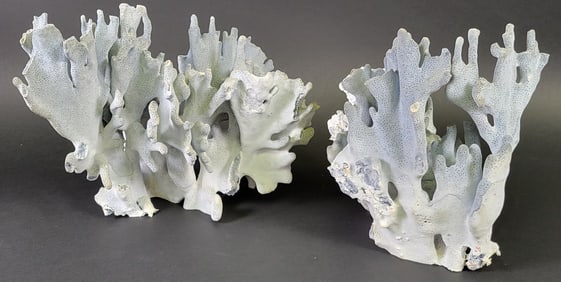 Two Pieces of Vintage Fossilized Tropical Blue Coral