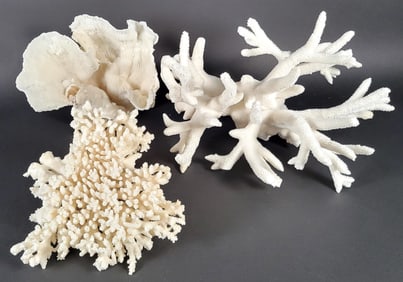 Three Pieces of Vintage Fossilized Tropical White Coral