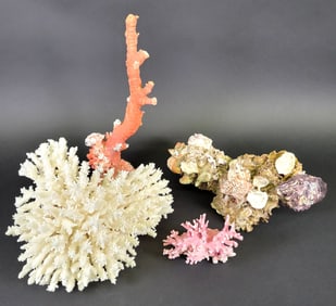 Four Pieces of Vintage Fossilized Tropical Coral