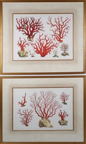 Two Antique Colored Prints of Sea Coral