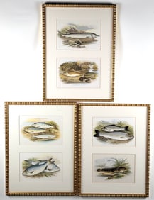 Six 19th C. Fish Species Chromolithograph Prints