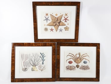 Set of Three Albertus Seba Cabinet of Natural Curiosities Limited Edition Lithograph Reprints