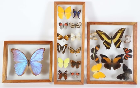 Three Butterfly Specimen Shadow Boxes