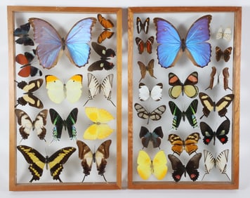 Pair of Framed Butterfly Specimen Shadow Boxes
