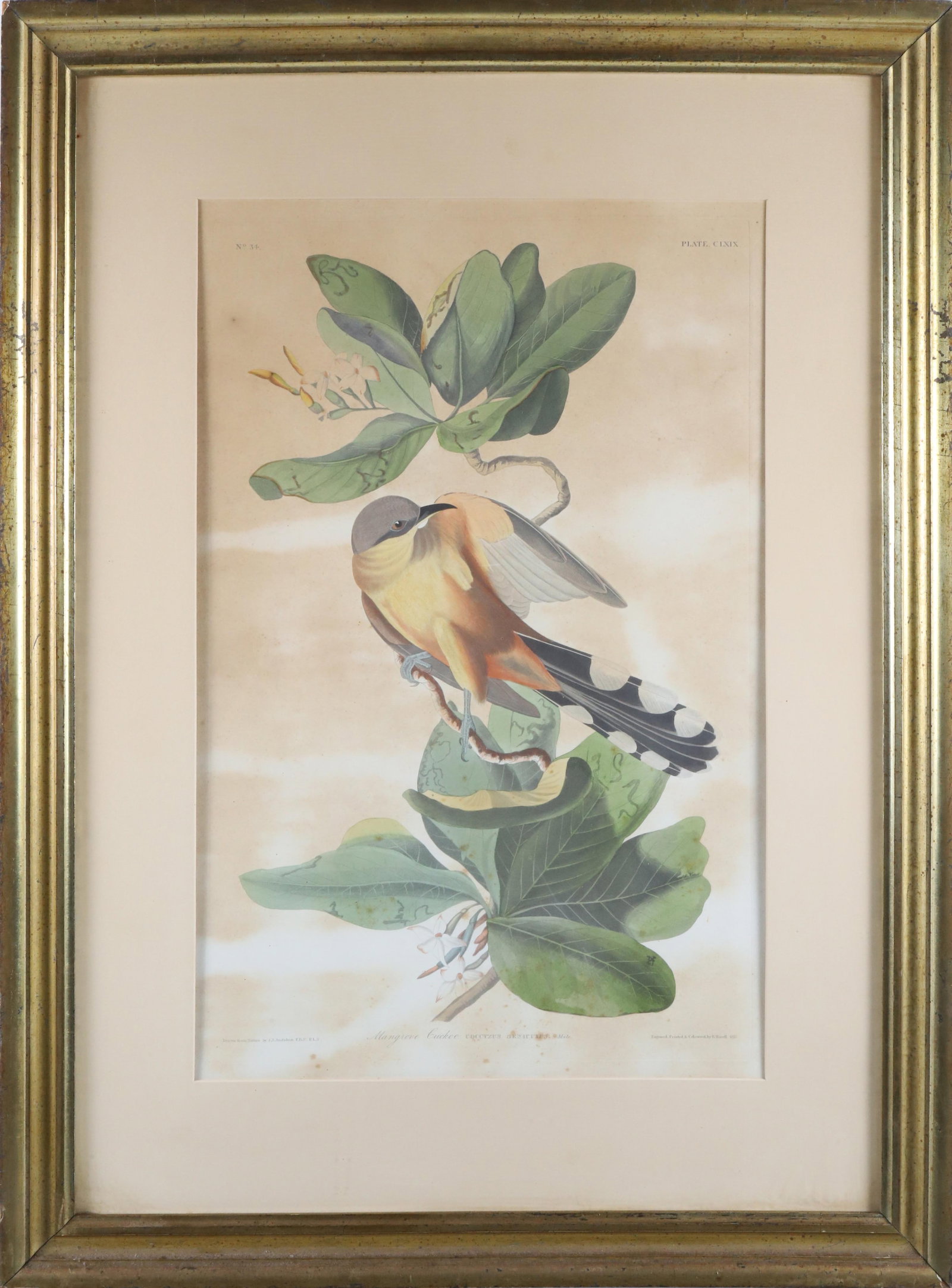 J. J. Audubon "Mangrove Cuckoo", circa 1833 (1 of 6)