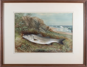 Samuel A. Kilbourne Watercolor Gouache on Paper "Striped Bass"
