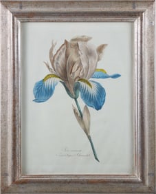 German Stipple Engraving "Iris Susiana", circa 1800