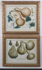 Pair of John Wilhelm Weinmann German Copper Plate Engravings of Gourds, circa 1740