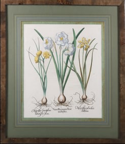 Basiluis Besler Hand Colored Copper Engraving "Narciffus Maior Flore"