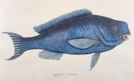 Mark Catesby (1683-1749) Hand Colored Fish Engraving "Novacula Caerulea"