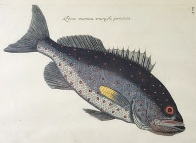 Mark Catesby (1683-1749) Hand Colored Fish Engraving "Venenosa Punctata"