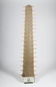 Antique Sawfish Rostrum Jawbone