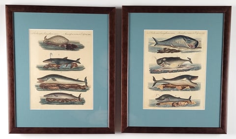Two Early 19th C. Handcolored Whale Species Engravings