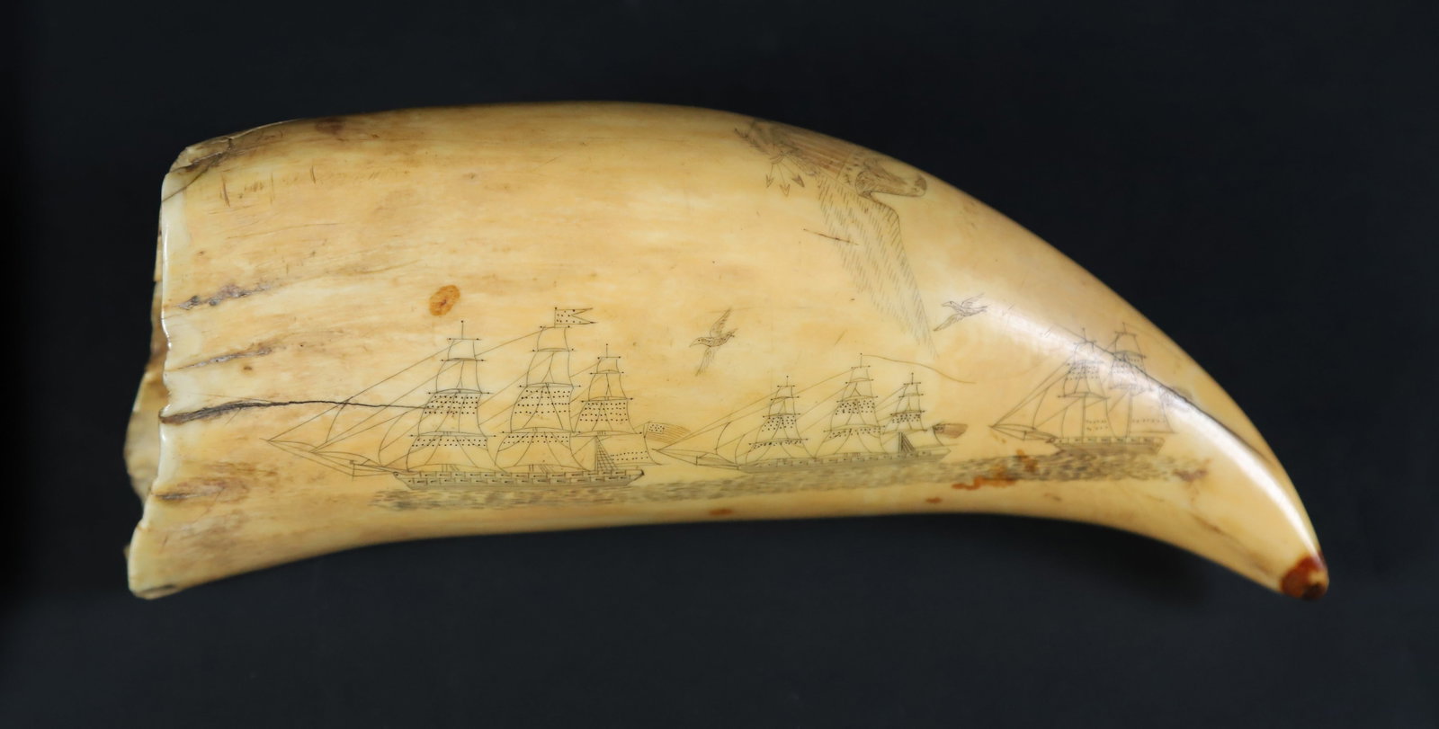 American Scrimshaw Sperm Whale Tooth, 19th Century: American Scrimshaw Sperm Whale Tooth, 19th Century, portrait of an American Bark Flying Colors, the reverse with three American vessels with colors and seagulls; upper edge with eagle, shield and arro