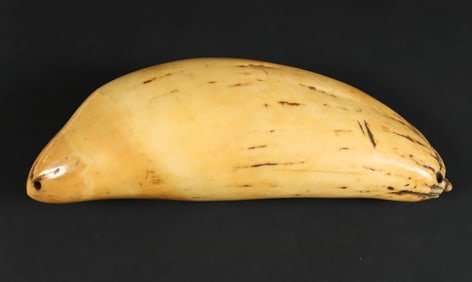 Tambua Ceremonial Fijian Society, Polished Sperm Whale Tooth, early 19th Century