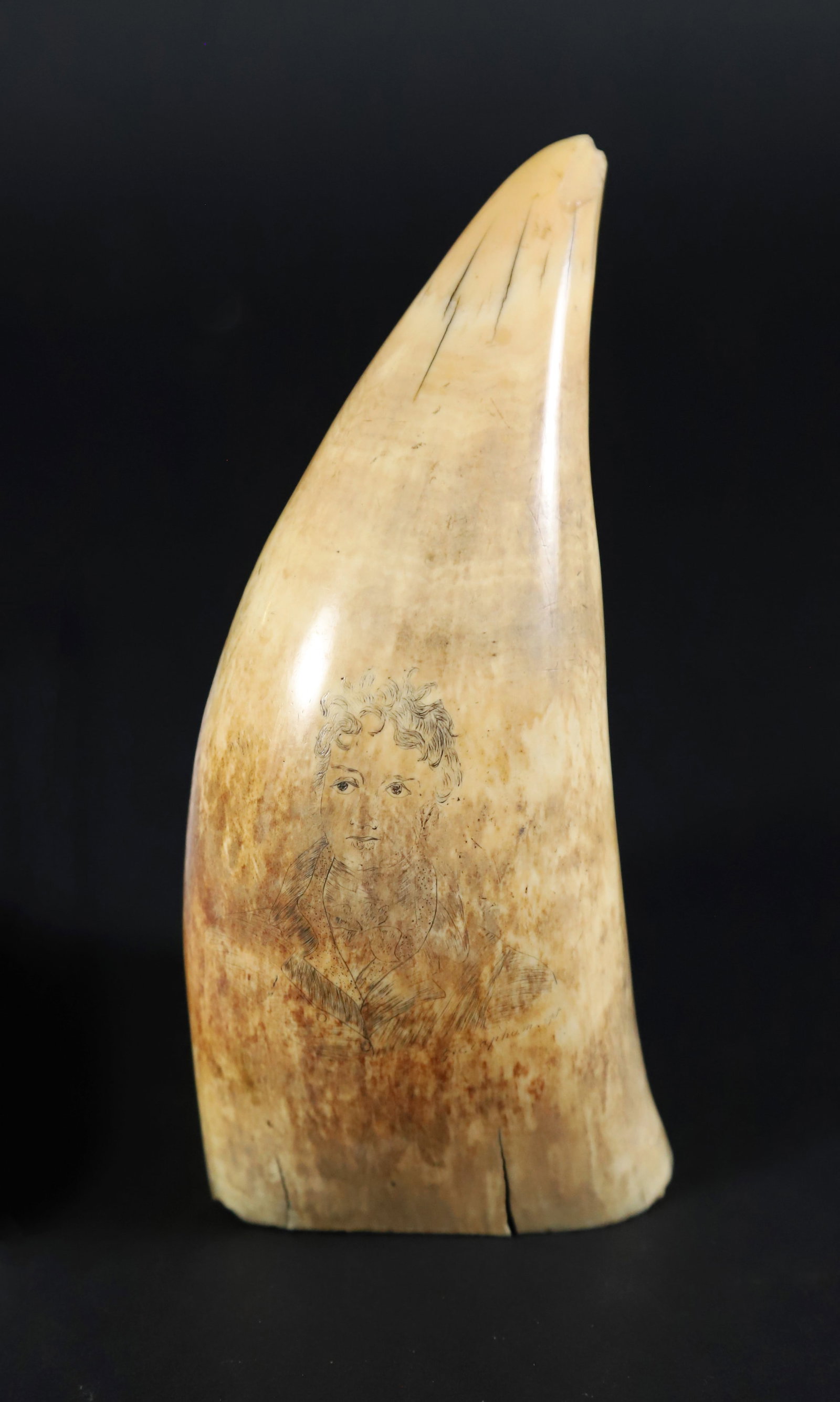 Scrimshaw Whale Tooth Portrait of a Gentleman, 19th Century: Scrimshaw Sperm Whale Tooth, 19th Century, engraved with faint half portrait of a gentleman with wind blown hair, signed G. Clapnum pt Height 6.5 in. Width 2.5 in.