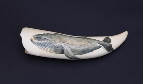 Robert Spring Scrimshaw Whale Tooth With Polychrome Right Whale Engraving