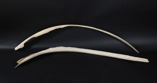 Pair of Antique Whale Ribs