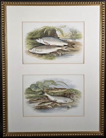 Two Antique Fish Species Chromolithograph Prints, 19th century