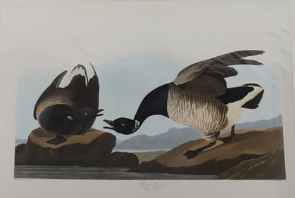 Facsimile Folio Edition of John James Audubon's Birds of America Litho Prints