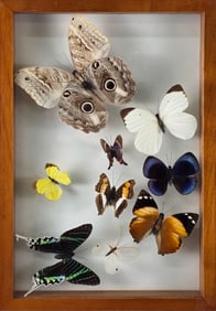 Vintage Framed Butterfly Specimen Shadow Box, 20th Century