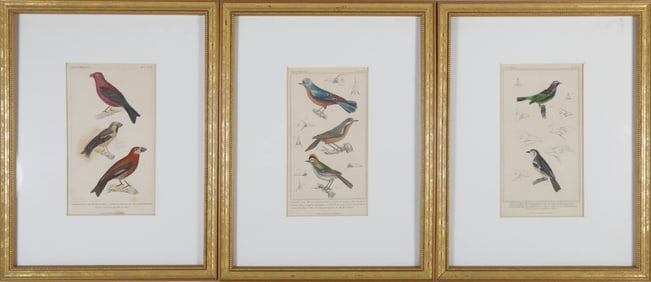 Set of Three Matted and Framed Finch Lithographs