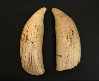 Two Antique Raw Whale's Teeth, 19th Century, from the Barbara Johnson Collection