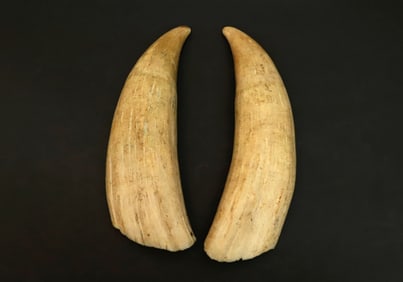Pair of Raw Antique Whale's Teeth, 19th Century, from the Barbara Johnson Collection