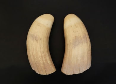 Two Antique Whale Teeth, 19th Century, from the Barbara Johnson Collection