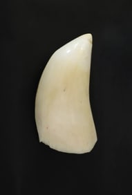 Half Polished Antique Whale's Tooth, 19th Century